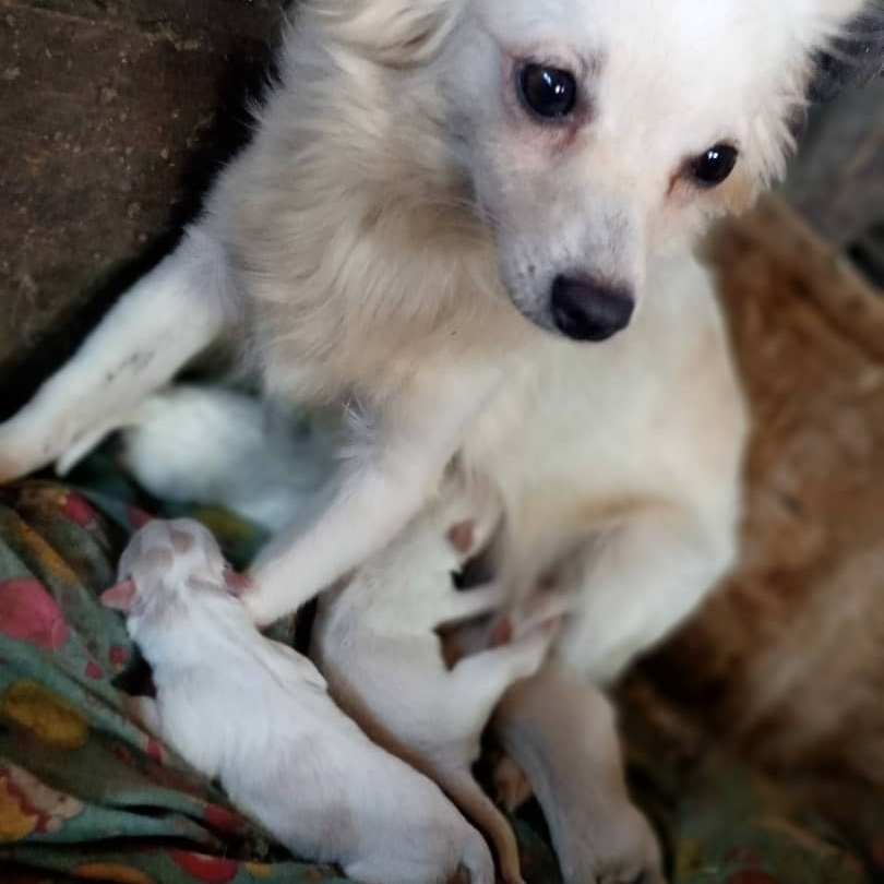 Food and medical services 