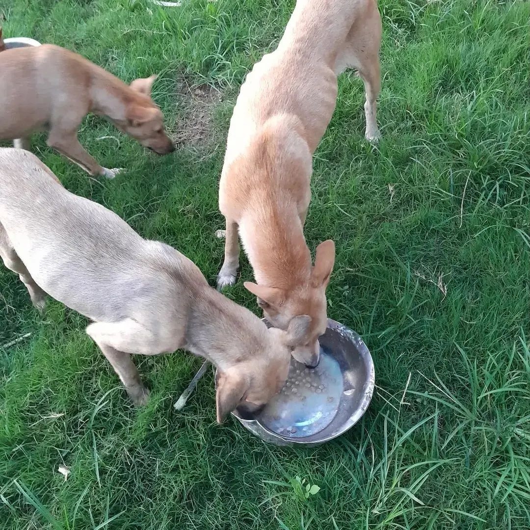 Food and medical services 