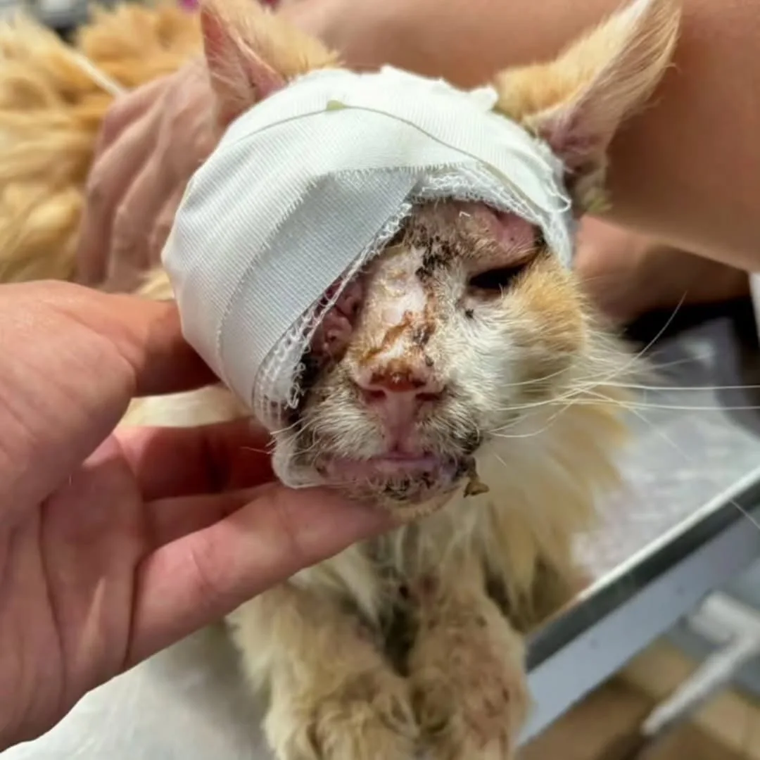 Help Us Heal the Sick and Injured Dogs and cats at Our Shelter