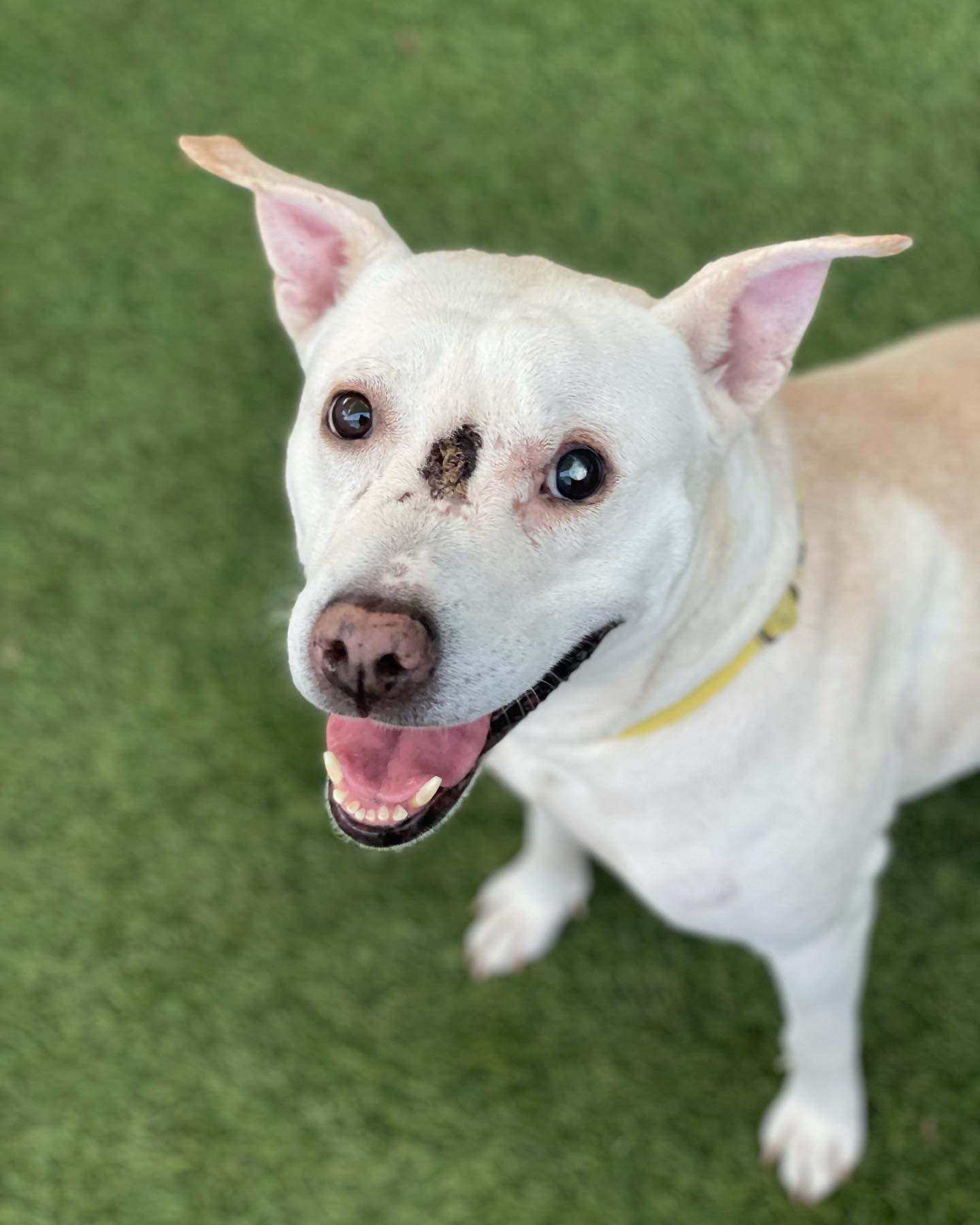 Let's help together these starving Animals 