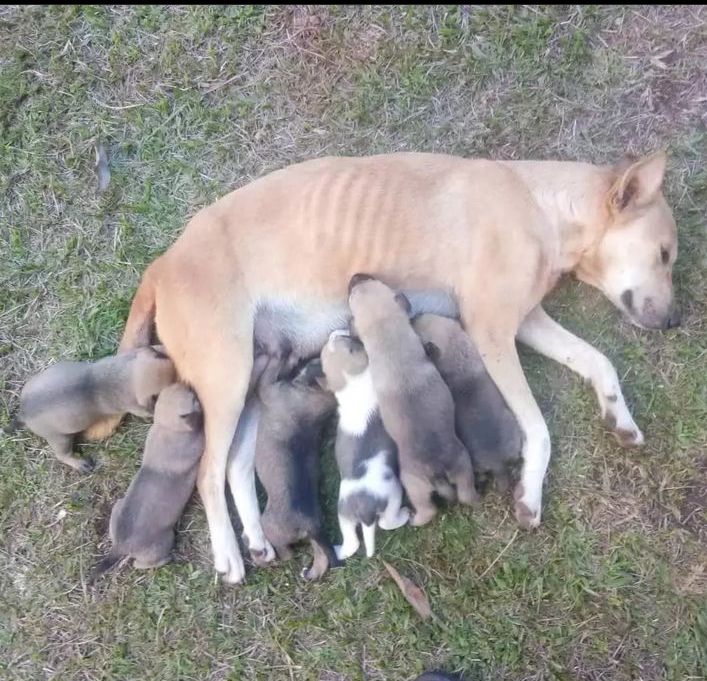 Helping the helpless dogs