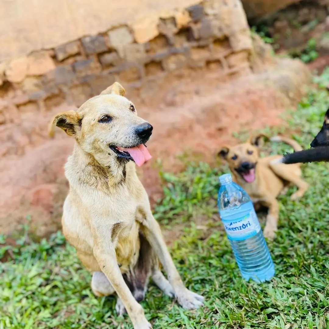 HELP ME TO FEED STAY ANIMALS  