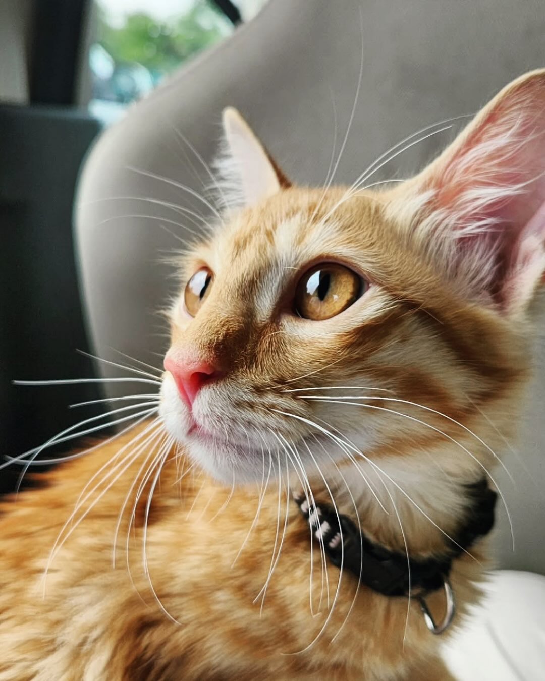 Let's help the life of homeless animals 