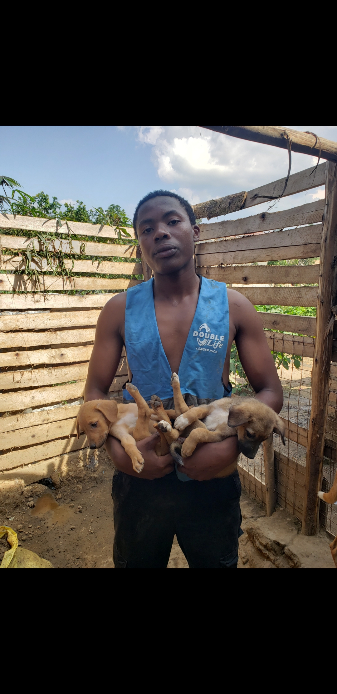 Helping stray  dogs in uganda