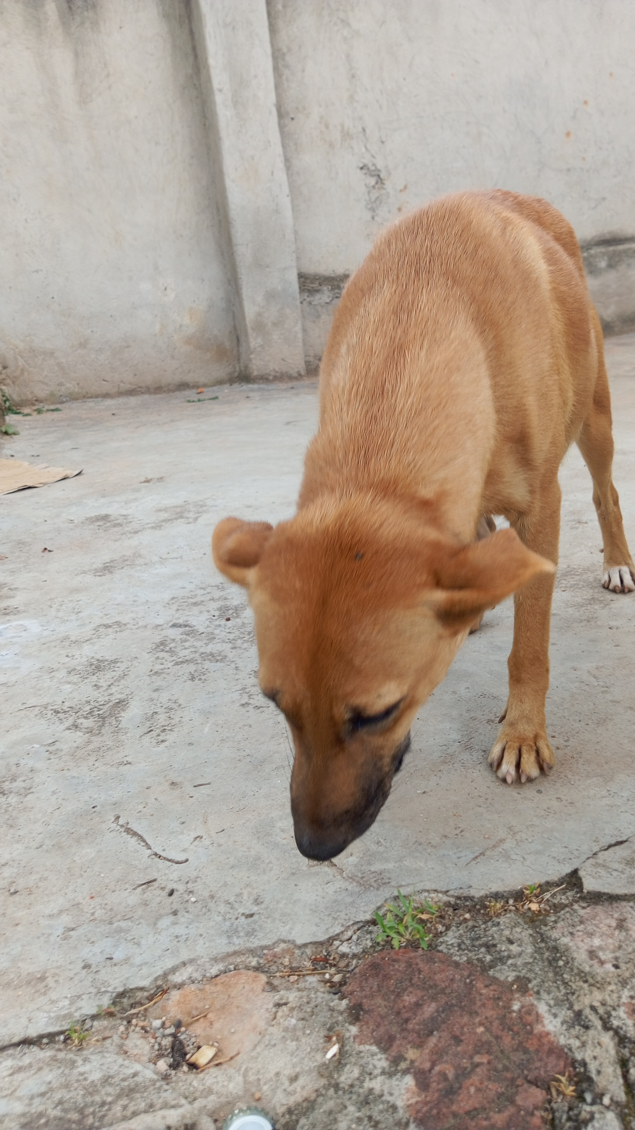 Help me feed stray dogs 