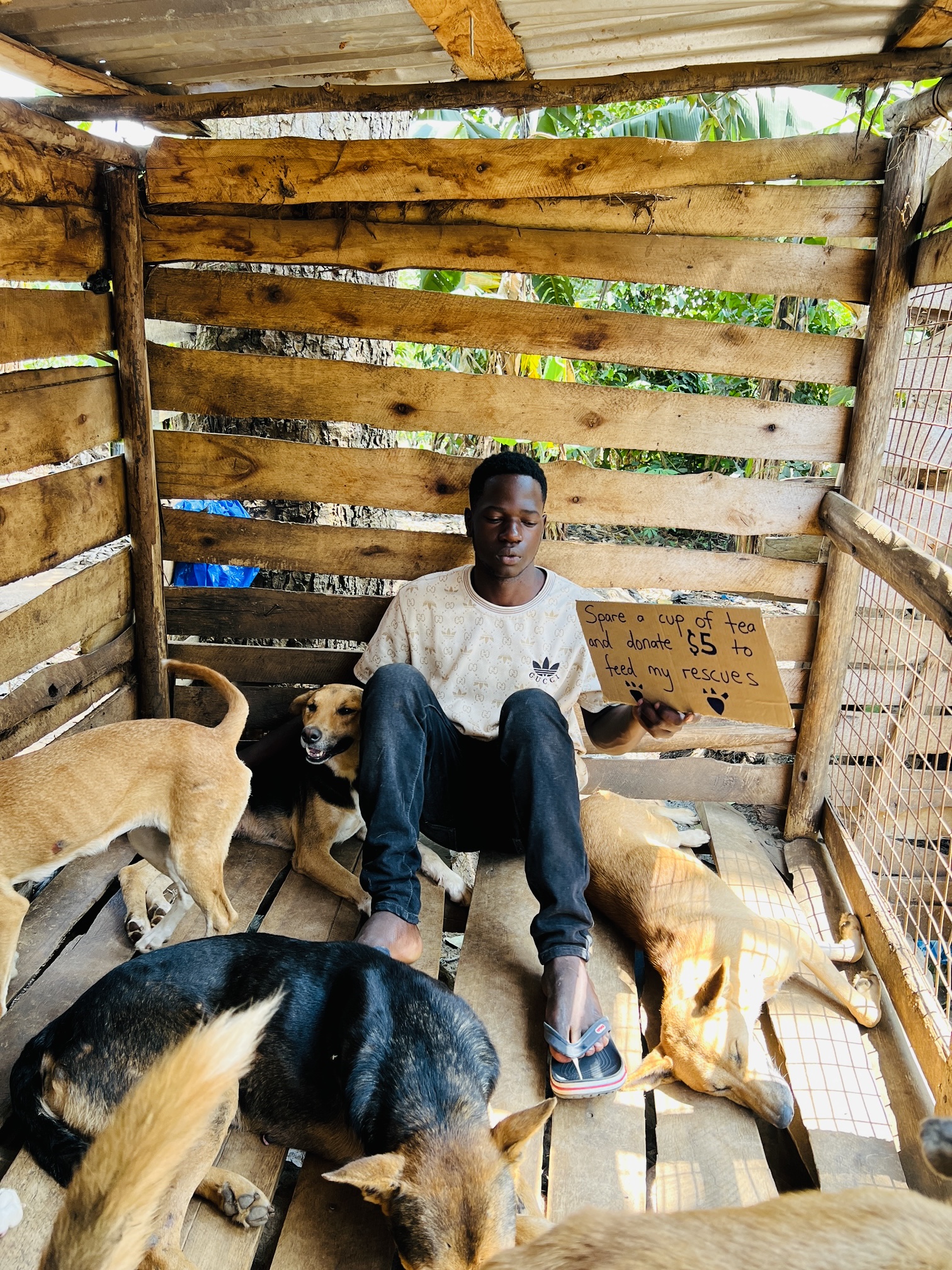 Feeding And Caring for Pets