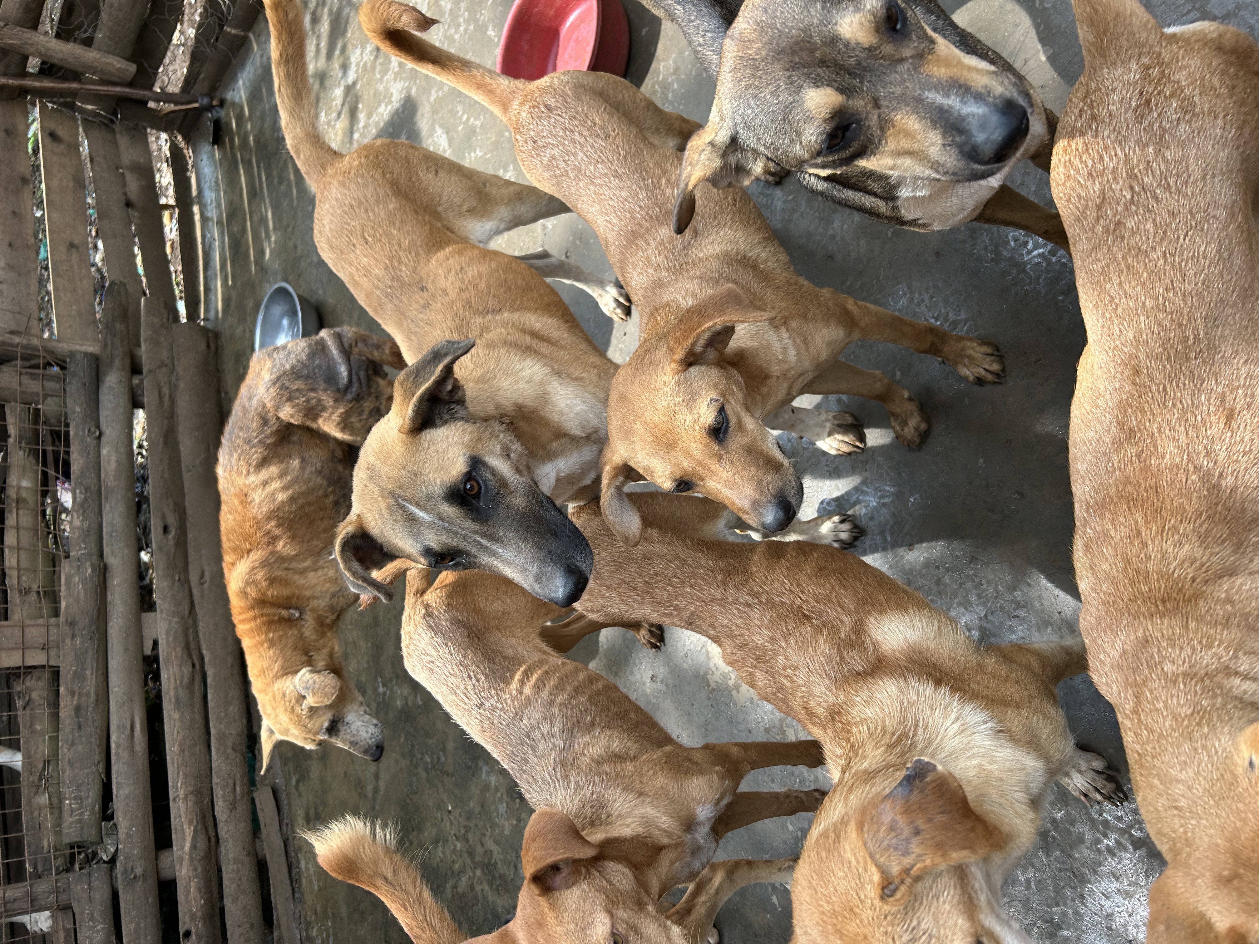 Help provide food medication and other needs