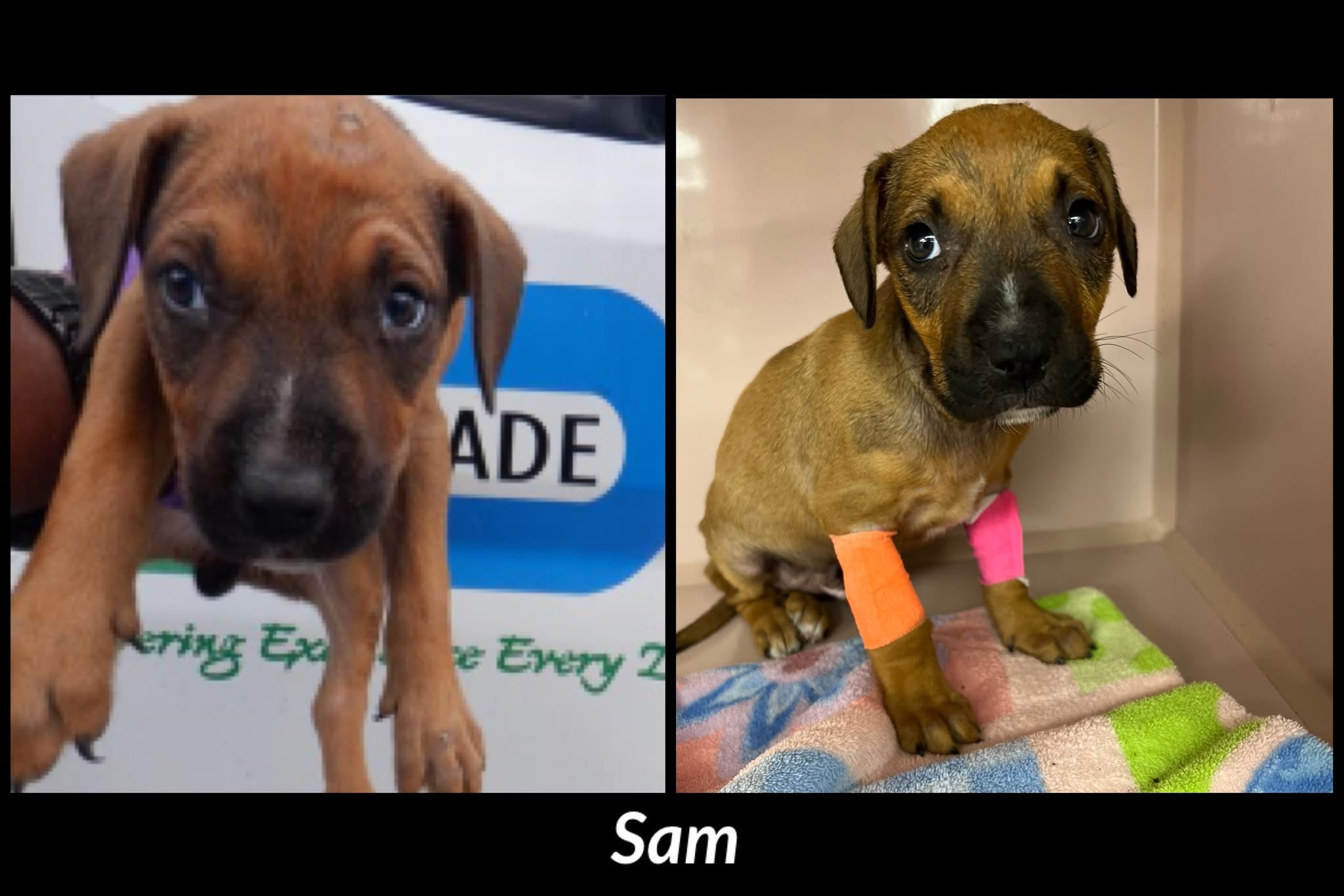 Emergency fundraiser for Parvo+ Sam 