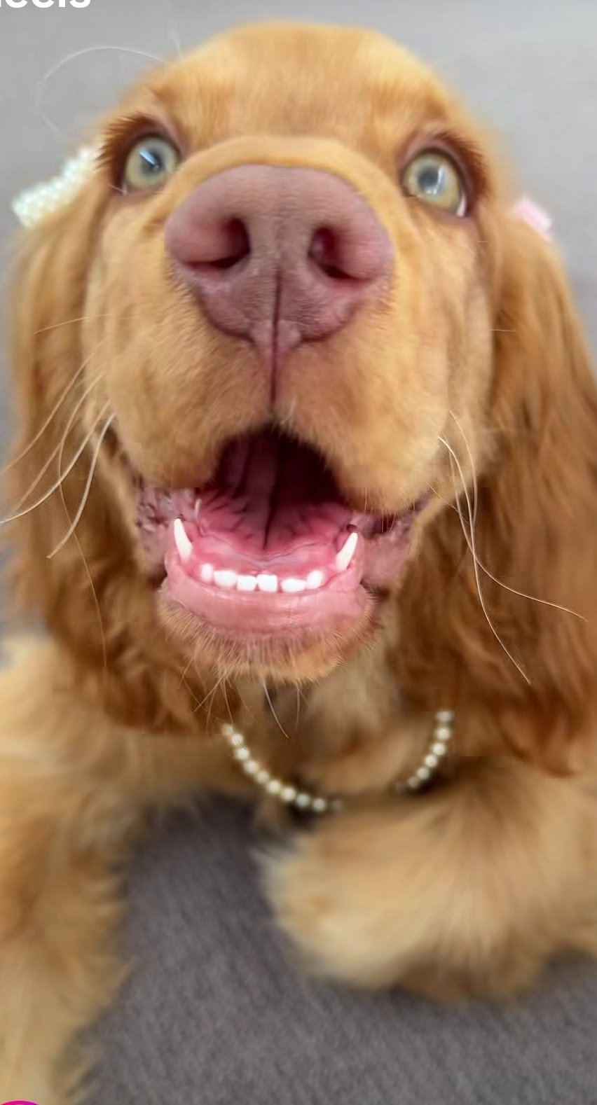 Please donate to save stray animals 