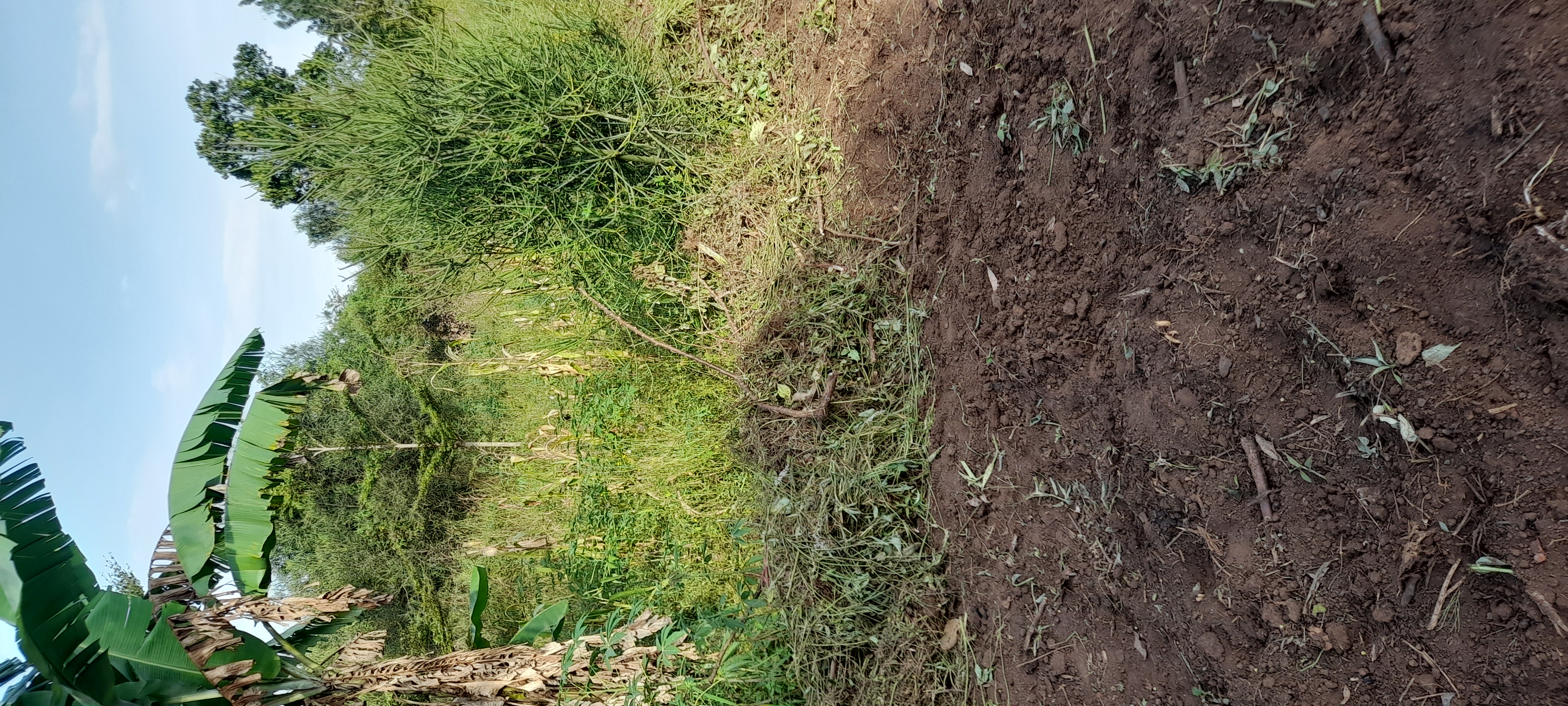 Let's fundraise to save our environment by donating to plant trees 