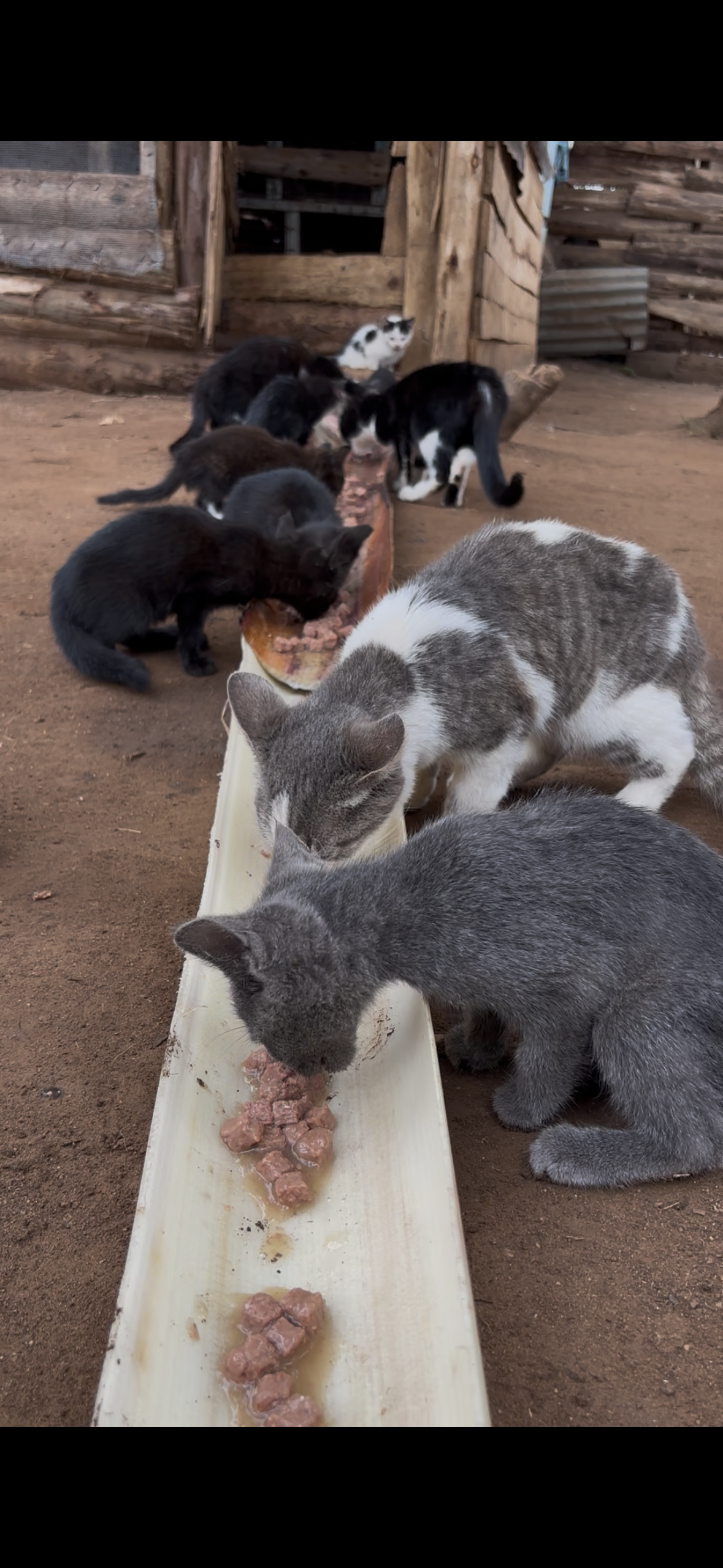 Enabling Cat Rescues, feeding, Sheltering and medication.