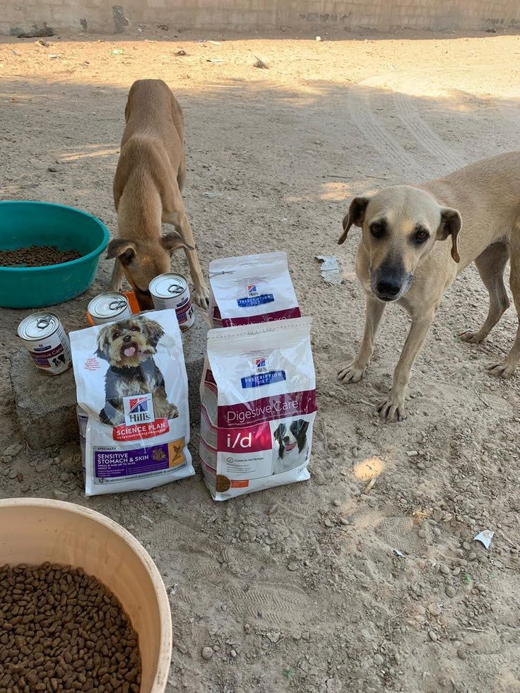  Helping Forgotten Souls  A Lifeline for Stray Dogs and Cats