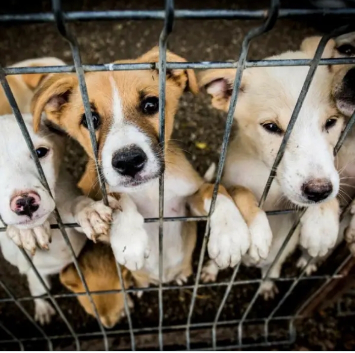 "Rescue a Life, Save a Friend"