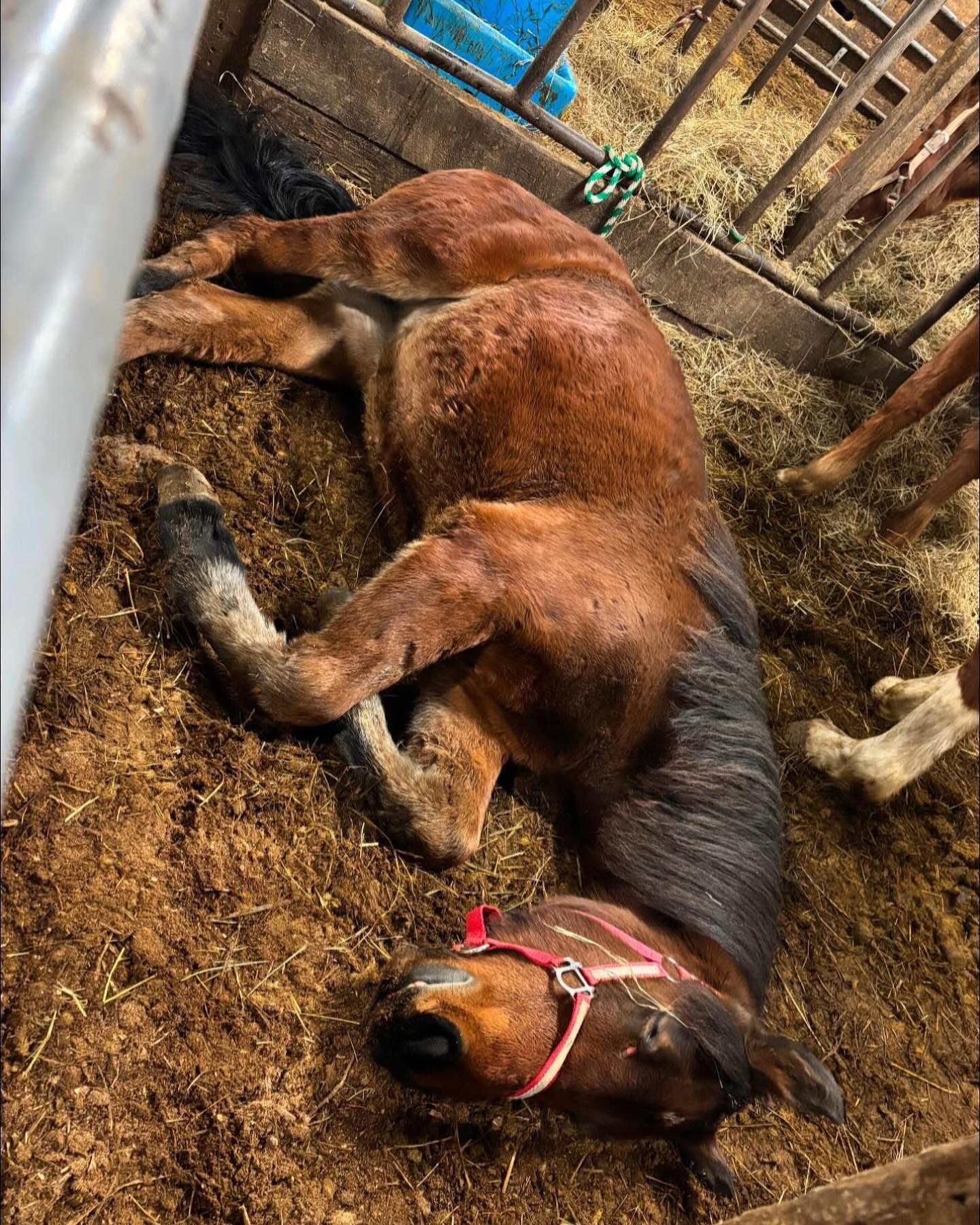 Save the Horses: Emergency Rescue Fund for Slaughter Bound Equines