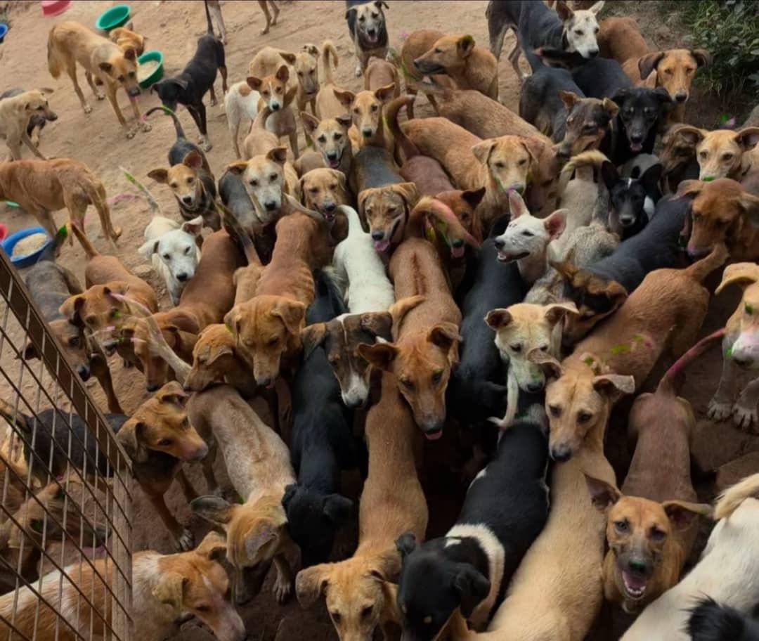 Healing Hearts, Feeding Paws