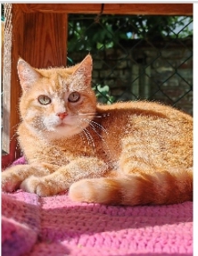 ARSERINOL CATS RESCUE 