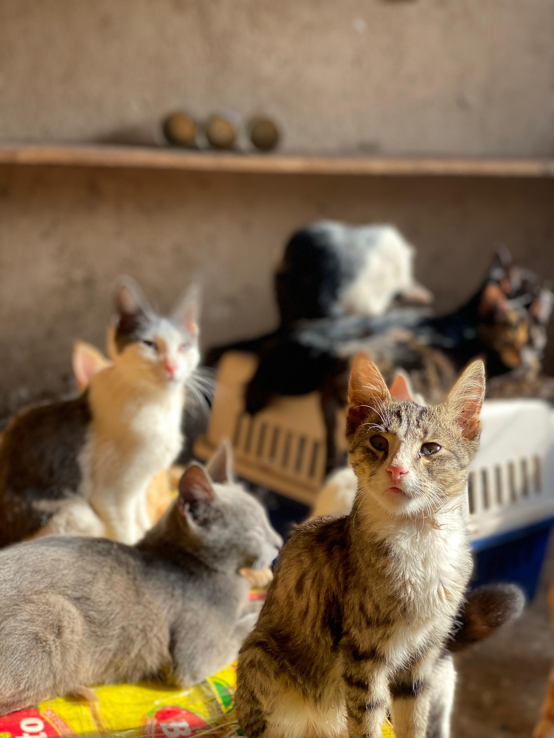 Help Take Care of the babies!❤️❤️