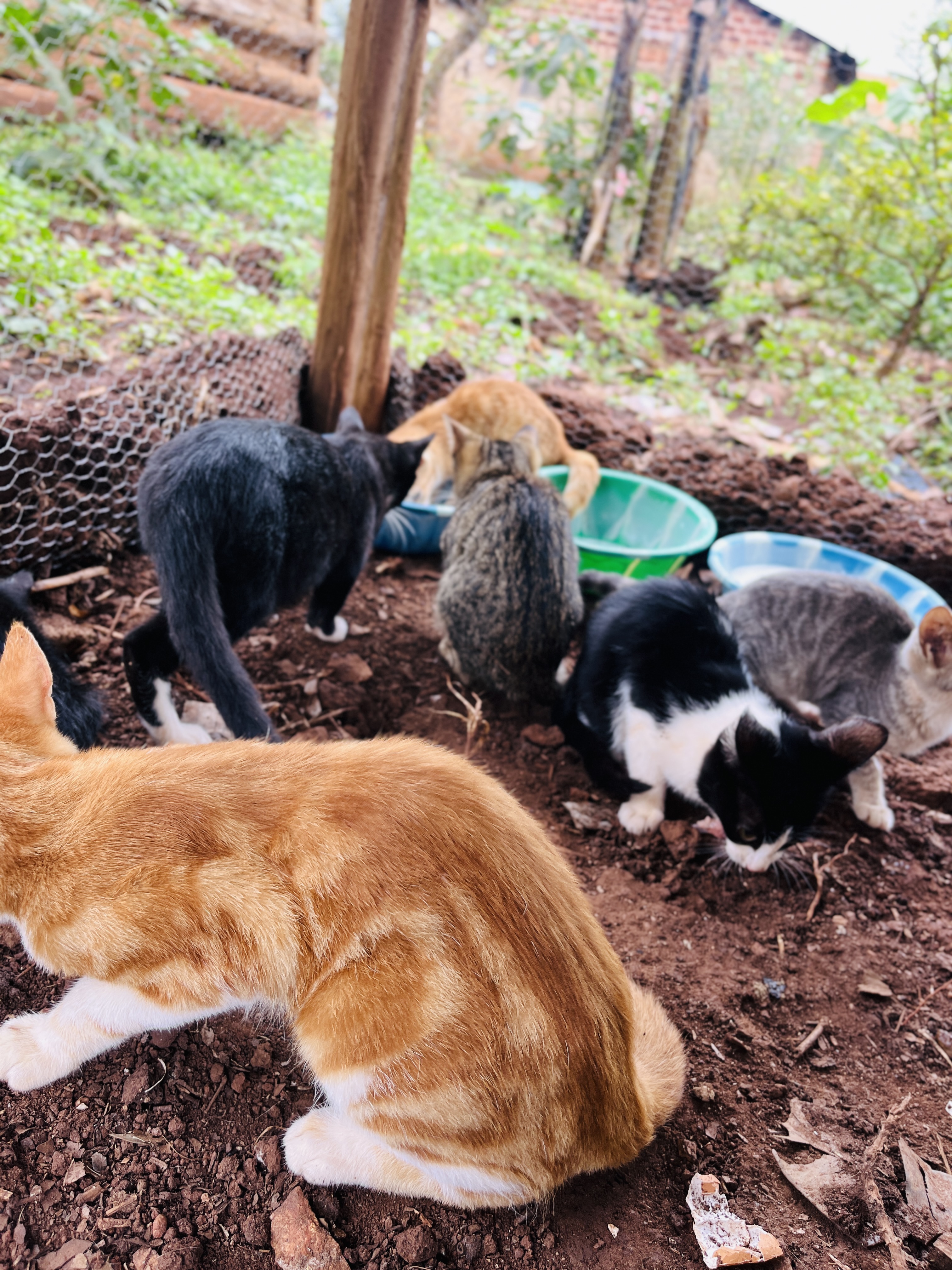Help Emma care for the rescued stray cats 
