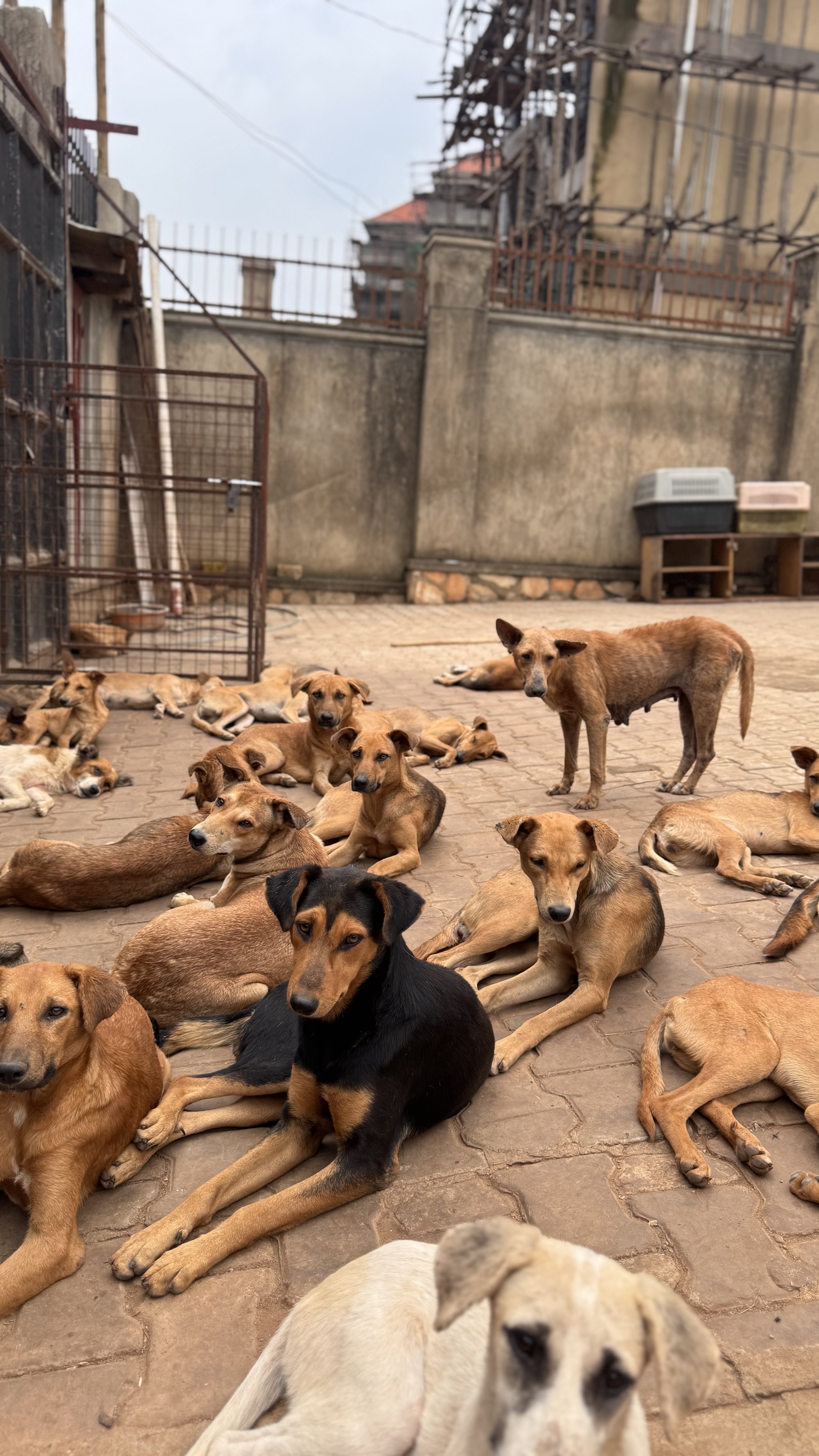 SAVE OUR FUR BABIES: FOOD CRISIS AT RITAH ANIMAL RESCUE