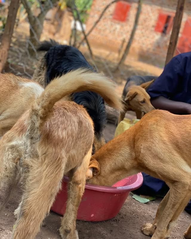 The Stray Dog Shelter Project