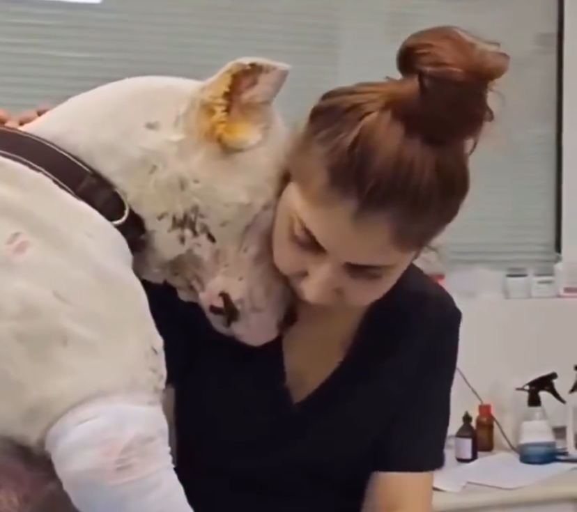 Healing Hearts, Feeding Paws