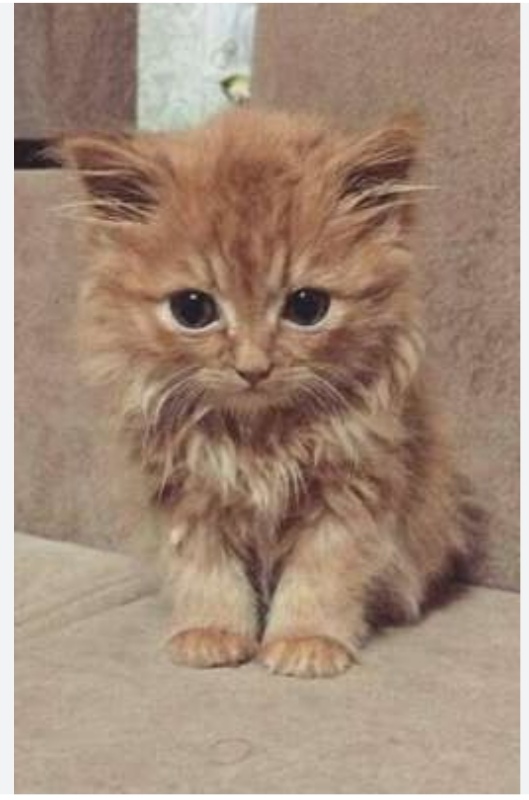 Please help me raise money to get medicine, food and everything my cat Matthew needs.