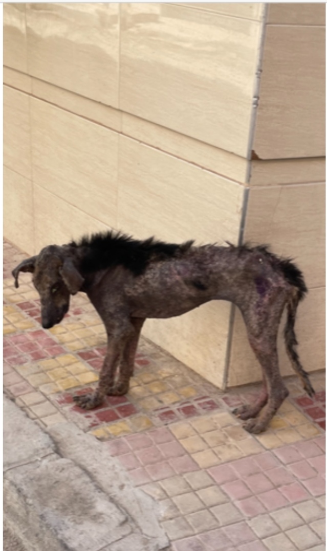 I am Osman from Uganda, a veterinarian, and I am setting up a stray dog ​​care campaign.