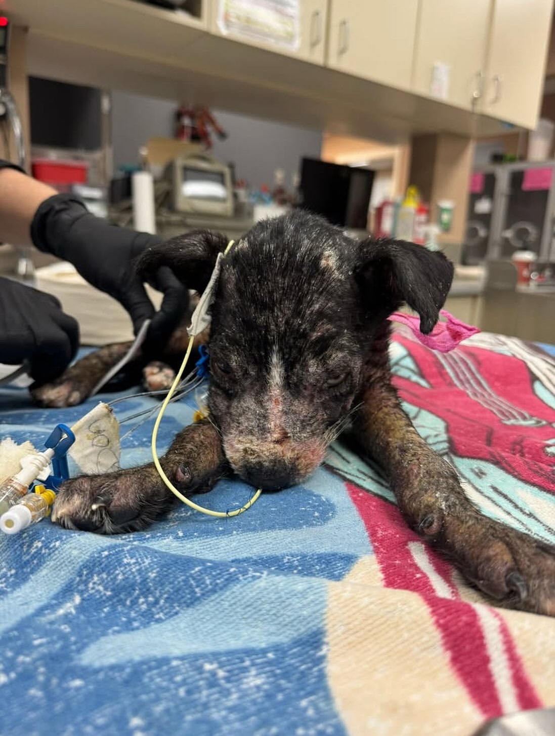 rivergate_animal_alliance.fl