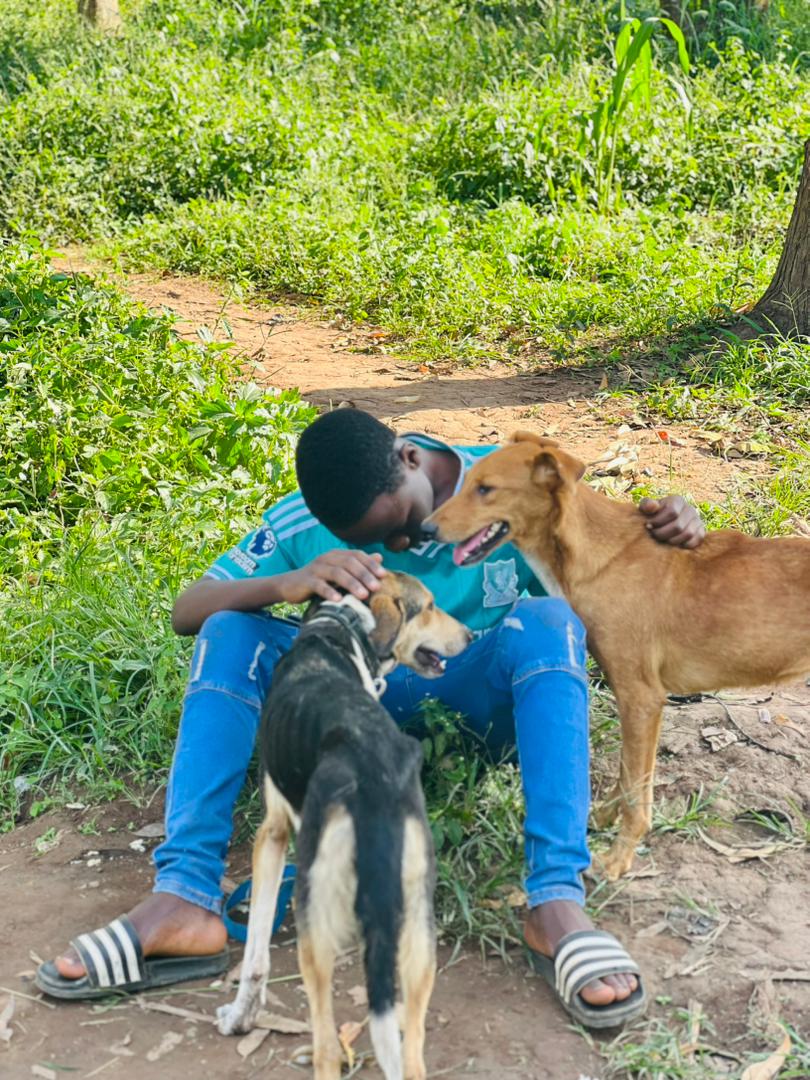 HELP TO FEED DOGS ON CHRISTMAS