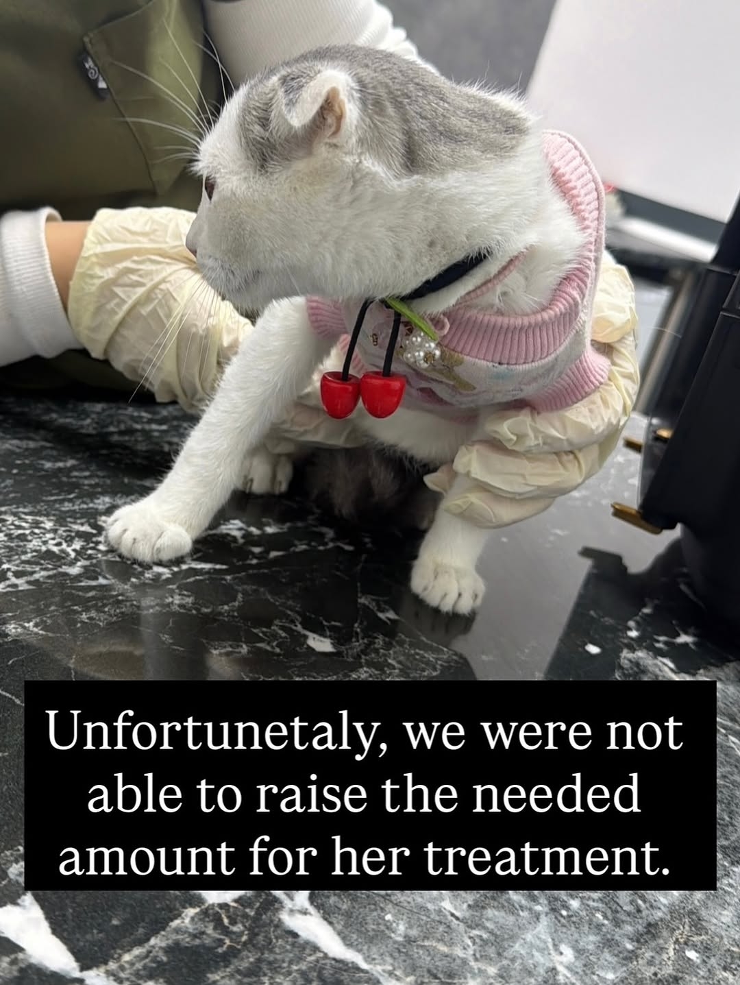 Please help the stray cats