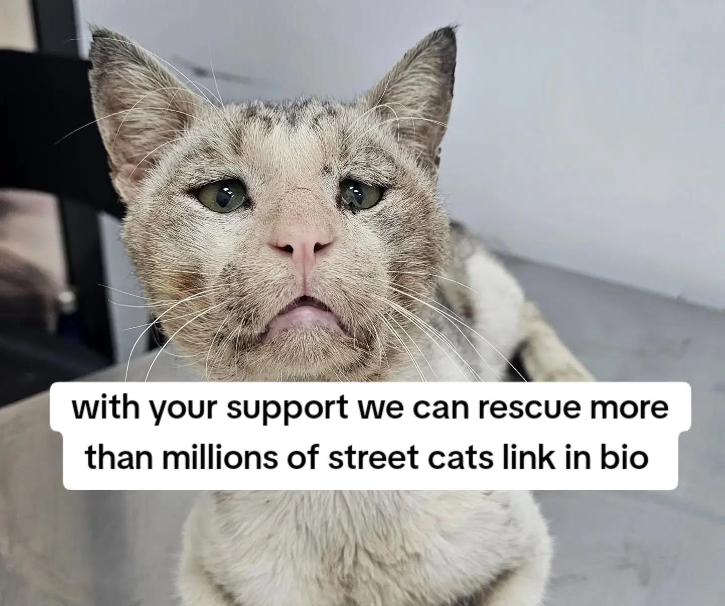 Help me feed strays cats