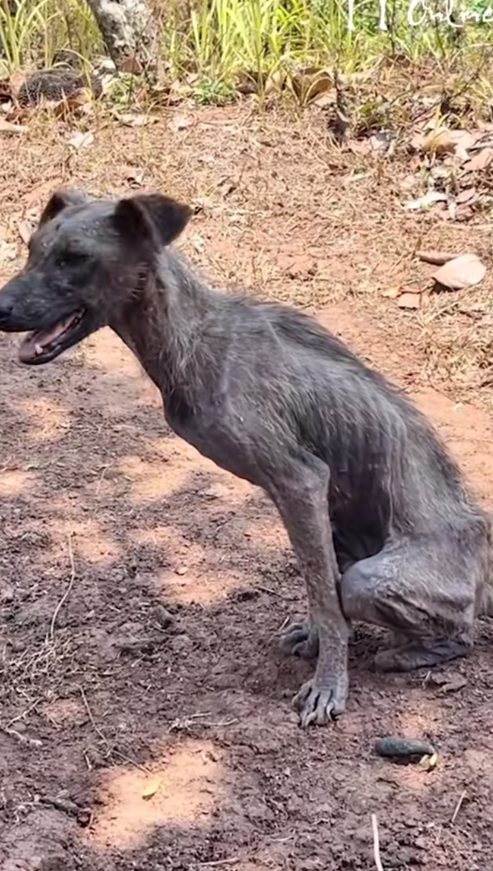 HELPING THE COMMUNITY DOGS