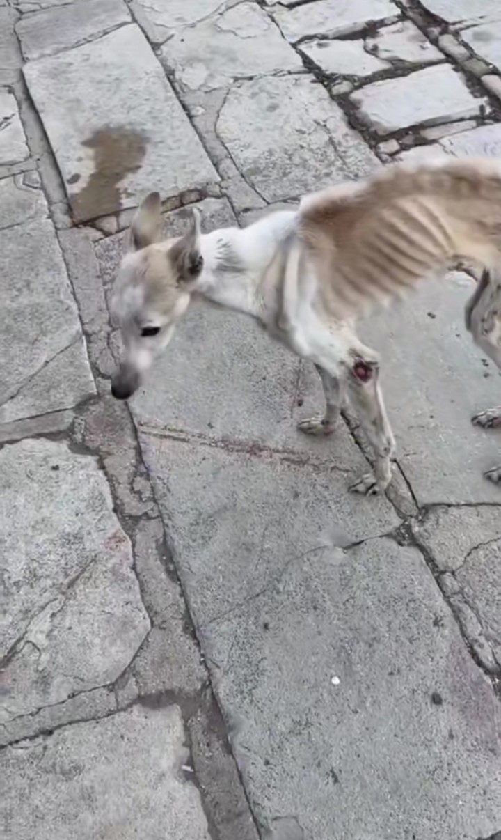 SHELTER NEEDED FOR DOGS