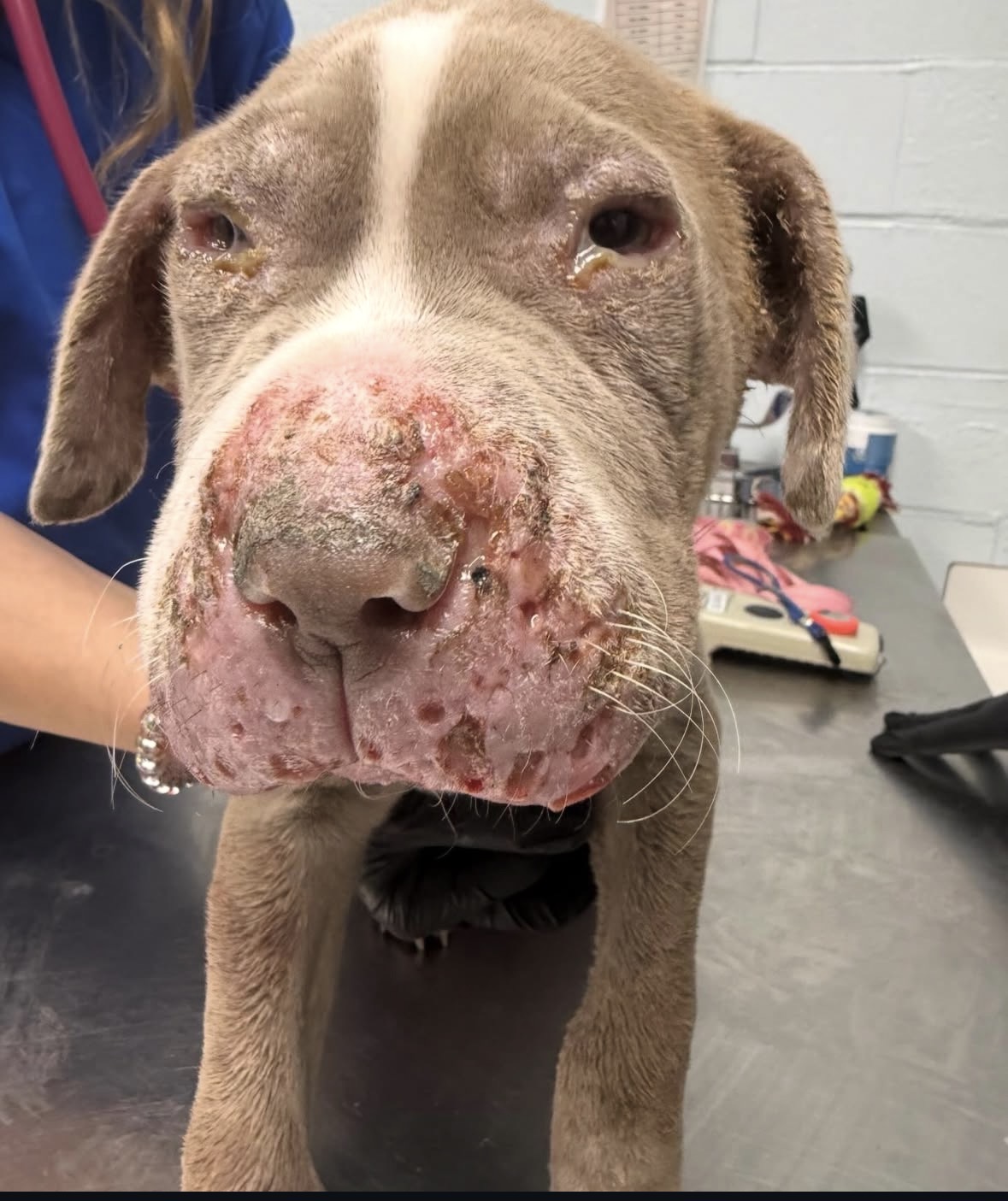 Dedicated to support all animals in need