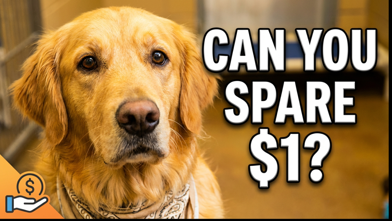 Please help me to get food for my Paws