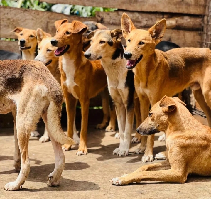 Raising funds for food, beddings, medication etc feel free by helping dogs in need