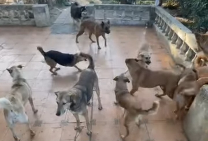 Please donate to the cats and dogs 🐶🐕