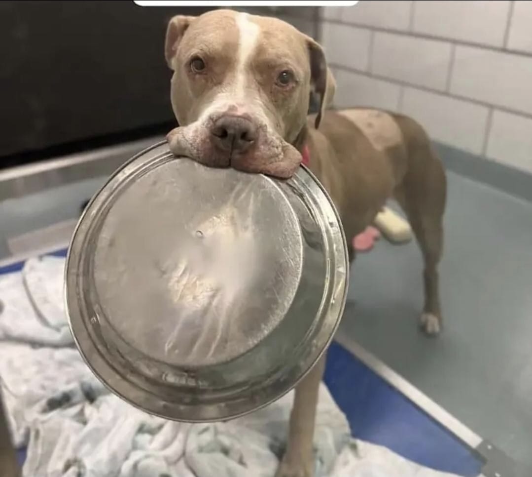 ? Every Animal Deserves a Safe Place